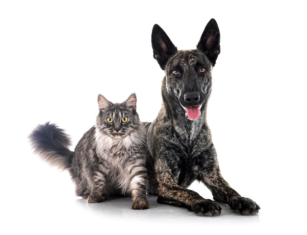 Holländischer Schäferhund und Maine Coon