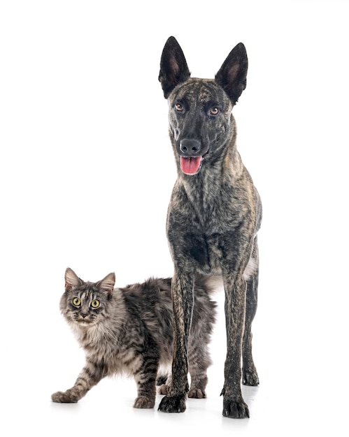 Holländischer Schäferhund und Maine Coon