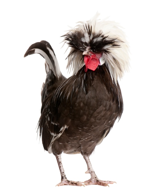 Holland Zwerghahn Huhn mit weißer Haube, stehend