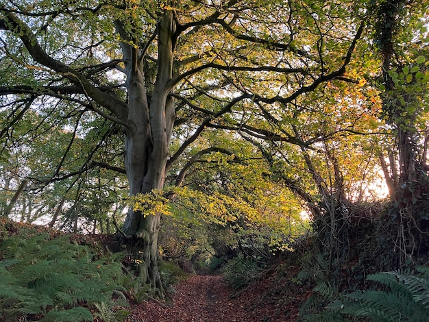 Holloway en otoño con hojas caídas una carretera hundida y una antigua vía típica de Somerset, Inglaterra