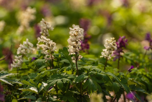 Hollowroot Corydalis Cava Corydalis Cava ist Frühlingsblumen Weiße Corydalis-Blumen im Garten