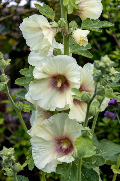 Hollyhock (Alcea) Florece en East Grinstead