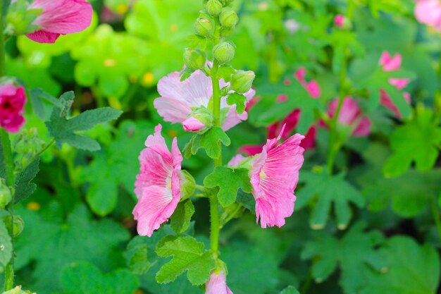 Hollyhock-Blumen blühen im Park