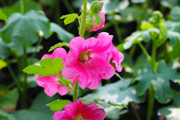 Hollyhock-Blumen blühen im Park