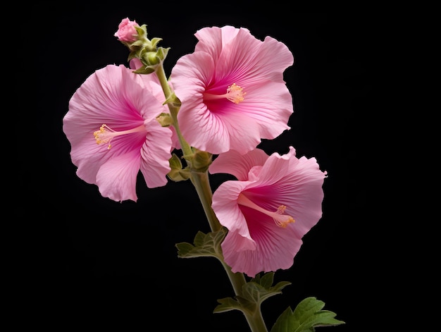 Hollyhockblume im Studio-Hintergrund einzelne Hollyhock-Blumen Schöne Blumenbilder