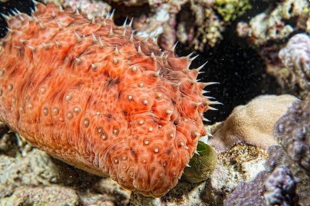 Holothurian vermelho debaixo d'água