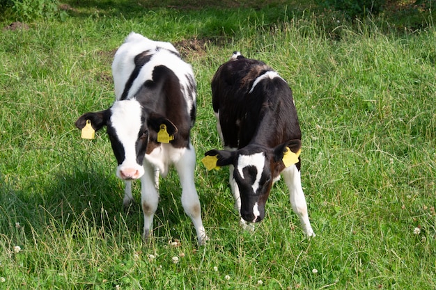 Holstein becerro pastando en un campo verde