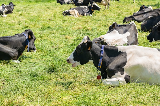 Holstein-friesische Kuh, die für Bild auf einem Bauernhof aufwirft.