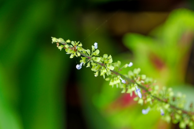 Holy basil Green leaf on holy basil tree