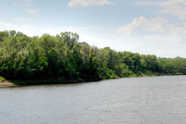 Holz an der Flussküste