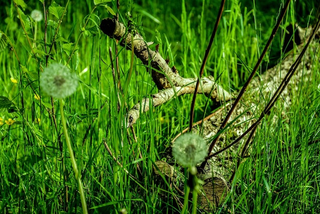 Foto holz auf grasfeld