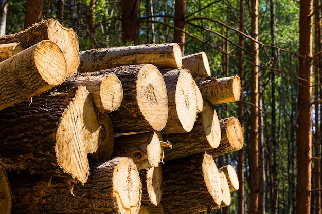 Holz im Wald