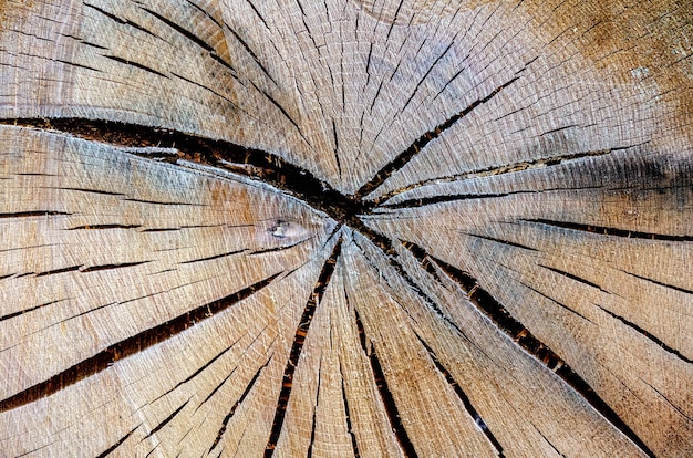 Holz Log Abstract