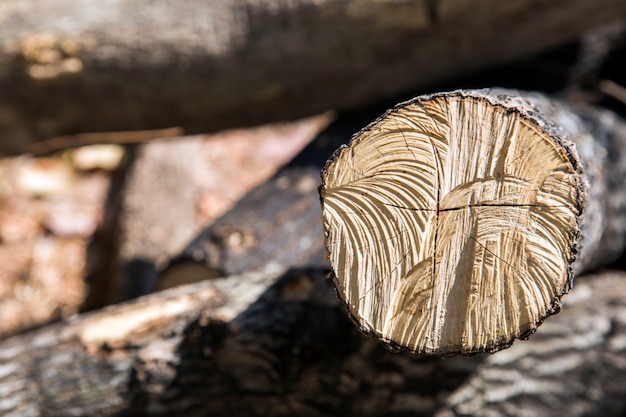 Holz loggen wald für hintergrund