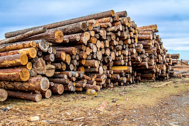 Holz rundes Holz in einem Haufen