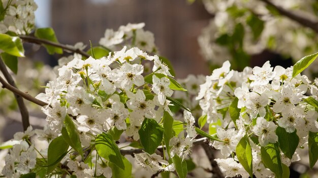 Holzapfel in voller Blüte.