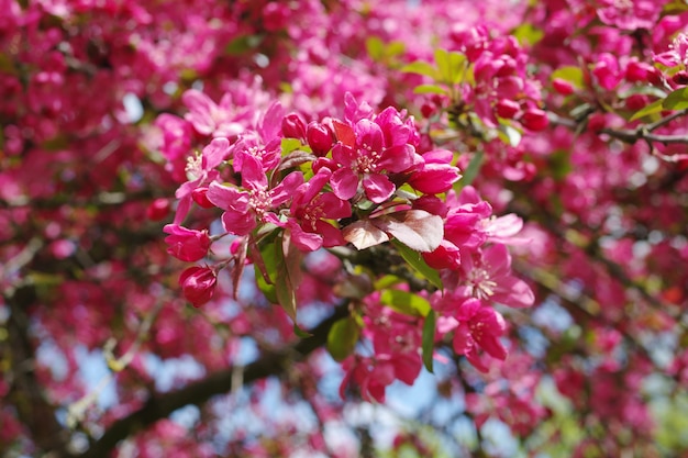 Holzapfelbaum, der an einem sonnigen Frühlingstag blüht