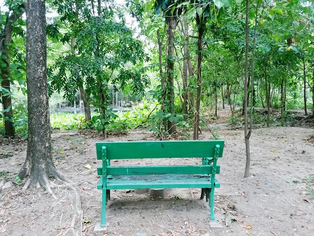 Foto holzbänke an bäumen im park