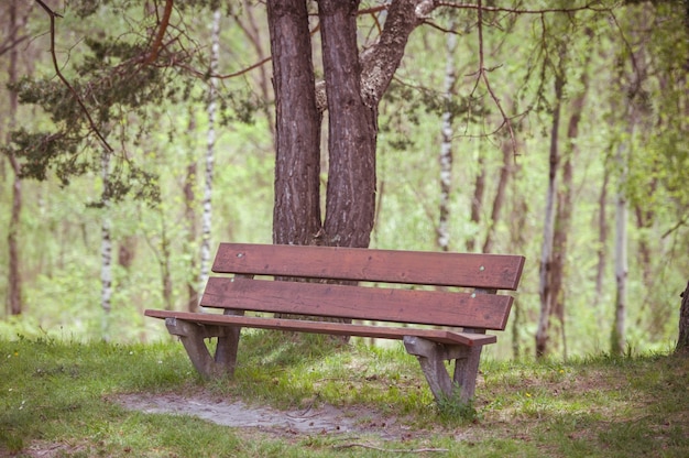 Holzbank im Sommerwald