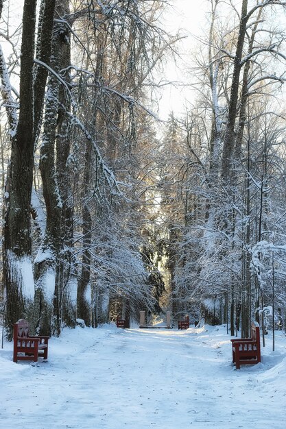 Holzbank im Winter