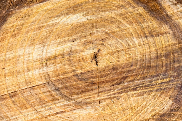 Holzbaumstamm Textur kann für den Hintergrund verwendet werden