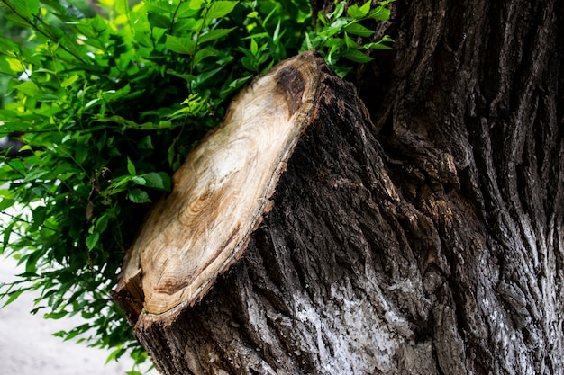 Holzbeschaffenheit. Big trank von einem Baum. Alte Baumstumpf-Textur