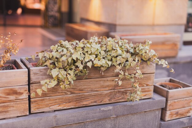 Holzblumenbeet mit kleinen grünen Büschen ursprünglich floristisch geschmückt Eingangsgruppe eines Privat