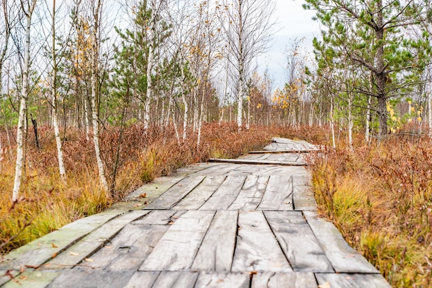 Foto holzboden im wilden sumpf. nationalpark yelnya, weißrussland