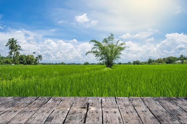 Holzbrett vor Paddy Rice Field Hintergrund