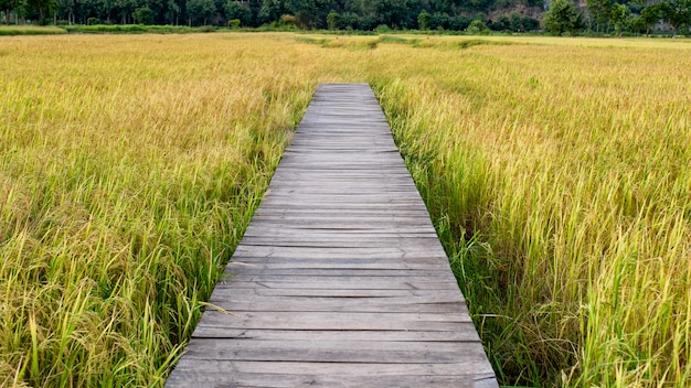 Holzbrücke auf Reisfeld in der Landschaft