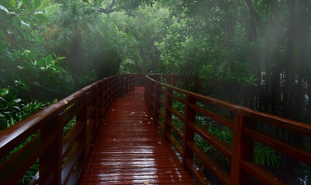 Holzbrücke, die nebelgrüne Bäume regnet