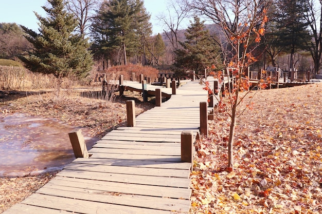 Holzbrücke im Frühjahr