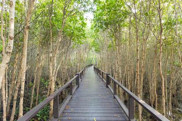 Holzbrücke im Mangrovenwald