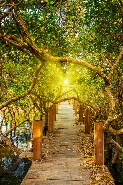 Foto holzbrücke im überfluteten regenwalddschungel aus mangrovenbäumen in der nähe des dorfes kampong phluk in kambodscha