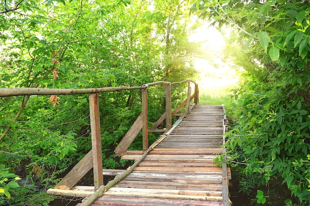 Holzbrücke in grünem Laub zur Sonne