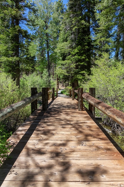 Holzbrücke über den Fluss im Park, umgeben von Büschen und Bäumen