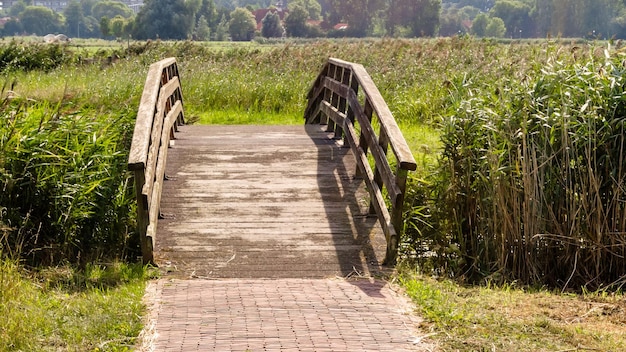 Holzbrücke und Schilf