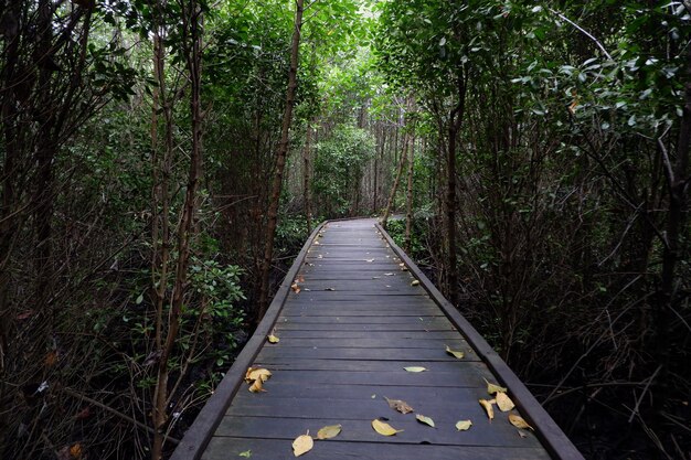 Holzbrücke zum Spazierengehen inmitten des Mangrovenwaldes