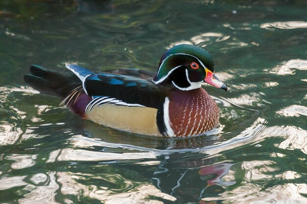 Holzente oder Carolina Duck (Aix sponsa)