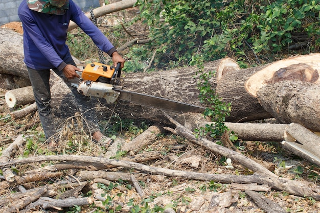 Holzfäller Bäume fällen