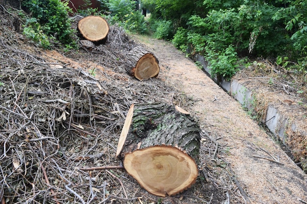 Holzfäller Sägewerk