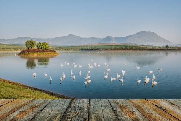 Holzfußbodenschwan auf See morgens