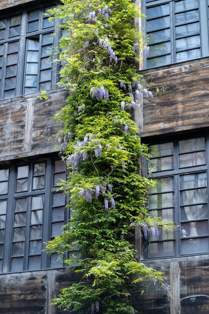 Holzgebäude mit vertikaler dekorativer Pflanze Wistaria mit farbenfrohen Blumen, die an der Fassade wachsen