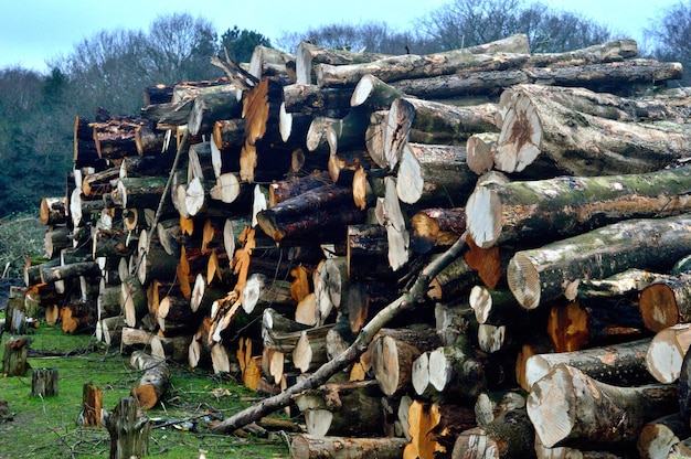 Holzhaufen auf dem Feld