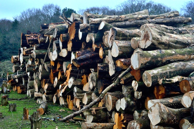 Foto holzhaufen auf dem feld