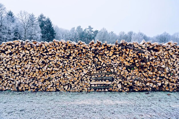 Foto holzhaufen im wald