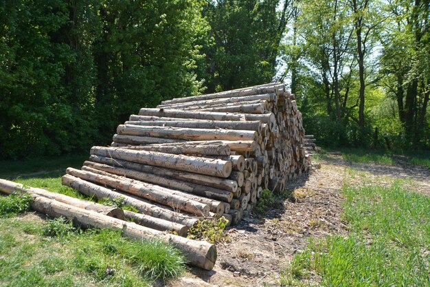 Foto holzhaufen im wald