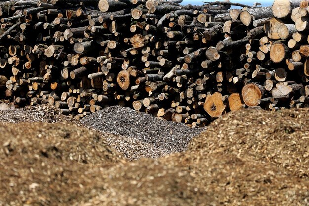 Foto holzhaufen im wald