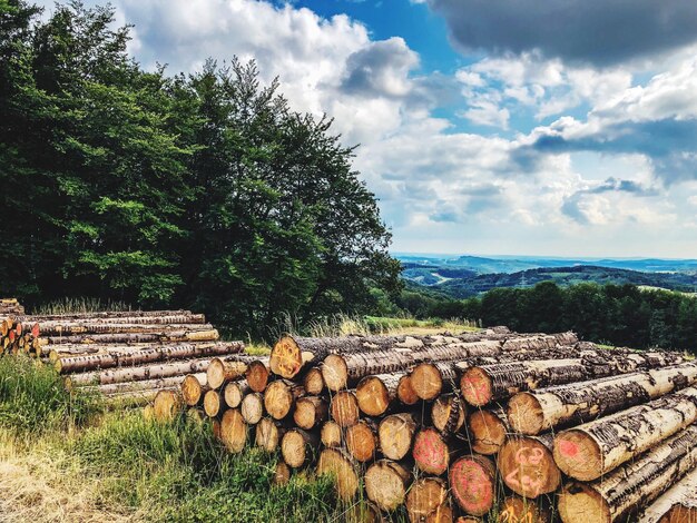 Foto holzhaufen im wald