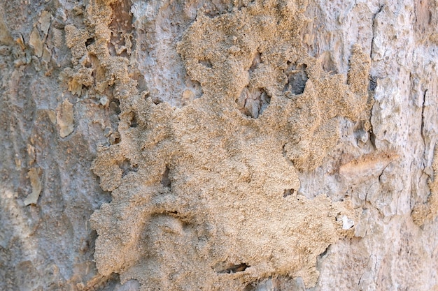 Holzhaus mit Termitenschaden